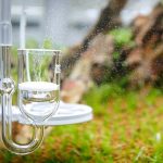 1 - Bể có cần CO2 hay không? - Aquascape & Planted Tank Guide