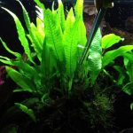 1 - Cách trồng và chăm sóc dương xỉ - Aquascape & Planted Tank Guide