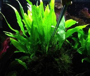 1 - Cách trồng và chăm sóc dương xỉ - Aquascape & Planted Tank Guide