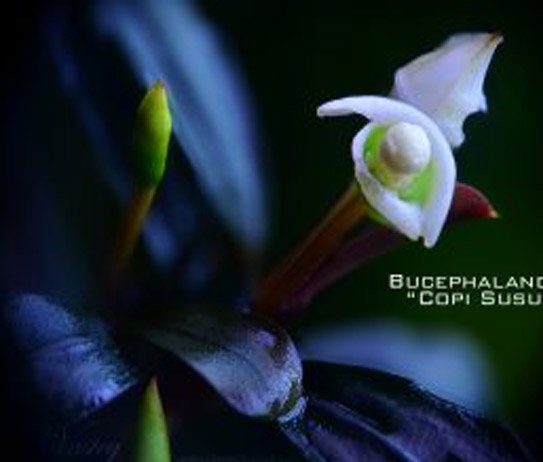 1 - Cách trồng và chăm sóc Bucephalandra - Aquascape & Planted Tank Guide