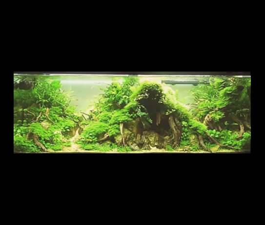 1 - Hades’Breath (HD video 1080p) - Aquascape & Planted Tank Guide