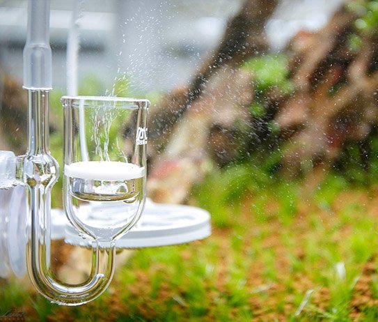 1 - Bể có cần CO2 hay không? - Aquascape & Planted Tank Guide