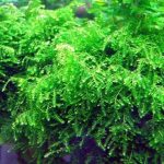 3 - Cách trồng và chăm sóc các loại rêu - Aquascape & Planted Tank Guide