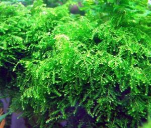 3 - Cách trồng và chăm sóc các loại rêu - Aquascape & Planted Tank Guide