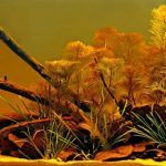 4d4c664e8e775 - Hồ bị vàng nước nguyên nhân và cách khắc phục - Aquascape & Planted Tank Guide