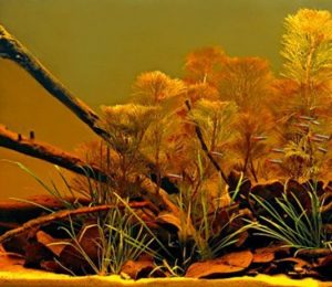 4d4c664e8e775 - Hồ bị vàng nước nguyên nhân và cách khắc phục - Aquascape & Planted Tank Guide