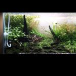 Untitled-1 - [Aquarium beautifull tank collection] – Twin Tree- – a green world forms - Aquascape & Planted Tank Guide