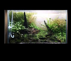 Untitled-1 - [Aquarium beautifull tank collection] – Twin Tree- – a green world forms - Aquascape & Planted Tank Guide
