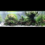 Untitled-1 - Aquarium beautifull tank collection: IAPLC 2013 No 36 – LAPUTA Castle in the Sky Ⅲ - Aquascape & Planted Tank Guide