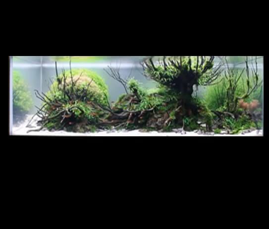 Untitled-1 - Aquarium beautifull tank collection: IAPLC 2013 No 36 – LAPUTA Castle in the Sky Ⅲ - Aquascape & Planted Tank Guide