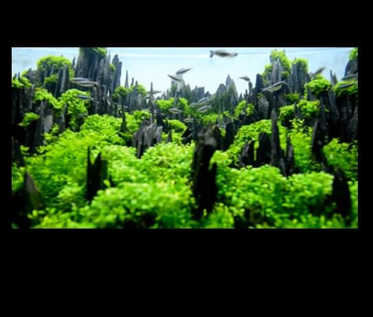 Untitled-1 - SHILIN – TOP 27 IAPLC 2015 (HD video 1080p) - Aquascape & Planted Tank Guide