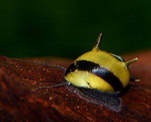 Nerite snail