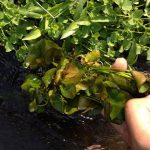 4d4c664e8e775 - Ảnh Khai thác tại khu vực Tây nguyên - Aquascape & Planted Tank Guide