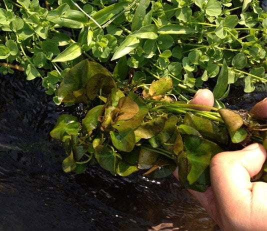 4d4c664e8e775 - Ảnh Khai thác tại khu vực Tây nguyên - Aquascape & Planted Tank Guide
