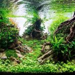 maxresdefault - Cách làm phần đất nền như thế nào để không bị đơn điệu - Aquascape & Planted Tank Guide