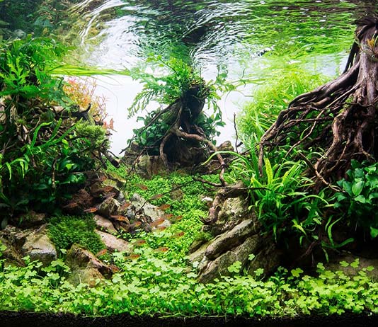 maxresdefault - Cách làm phần đất nền như thế nào để không bị đơn điệu - Aquascape & Planted Tank Guide