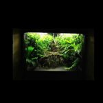 Untitled-1 - Bể bán cạn đẹp sưu tầm - Aquascape & Planted Tank Guide