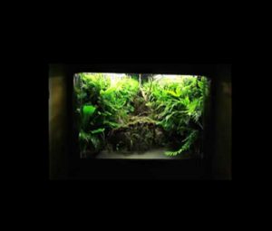 Untitled-1 - Bể bán cạn đẹp sưu tầm - Aquascape & Planted Tank Guide