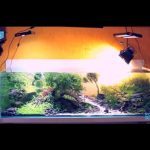 Untitled-1 - Bể thủy sinh đẹp sưu tầm - Aquascape & Planted Tank Guide