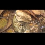 Untitled-1 - Video “Khai thác” tép ong ngoài tự nhiên - Aquascape & Planted Tank Guide