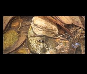 Untitled-1 - Video “Khai thác” tép ong ngoài tự nhiên - Aquascape & Planted Tank Guide
