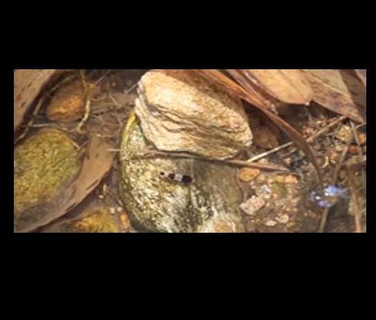 Untitled-1 - Video “Khai thác” tép ong ngoài tự nhiên - Aquascape & Planted Tank Guide