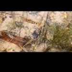 Untitled-1 - Video “khai thác” tép tiger tại Trung Quốc! - Aquascape & Planted Tank Guide