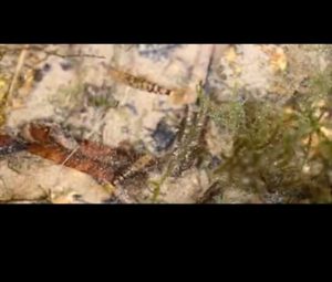 Untitled-1 - Video “khai thác” tép tiger tại Trung Quốc! - Aquascape & Planted Tank Guide