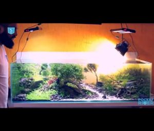 Untitled-1 - Bể thủy sinh đẹp sưu tầm - Aquascape & Planted Tank Guide
