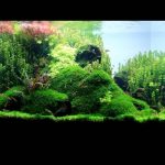 Untitled-1 - Bố cục một bể tép đẹp giành cho anh em tham khảo! - Aquascape & Planted Tank Guide