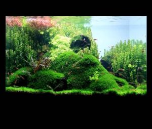 Untitled-1 - Bố cục một bể tép đẹp giành cho anh em tham khảo! - Aquascape & Planted Tank Guide
