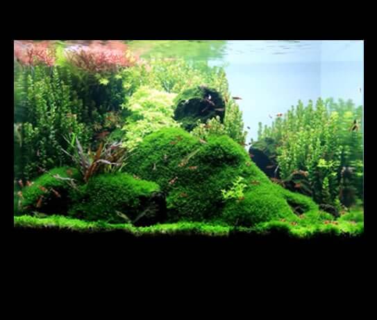 Untitled-1 - Bố cục một bể tép đẹp giành cho anh em tham khảo! - Aquascape & Planted Tank Guide