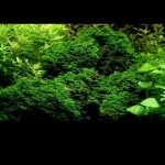 Untitled-1 - Mẫu bể đẹp sưu tầm 20.12.2016 - Aquascape & Planted Tank Guide