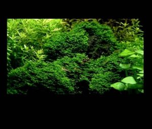 Untitled-1 - Mẫu bể đẹp sưu tầm 20.12.2016 - Aquascape & Planted Tank Guide