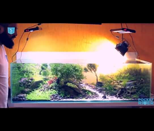 Untitled-1 - Bể thủy sinh đẹp sưu tầm - Aquascape & Planted Tank Guide