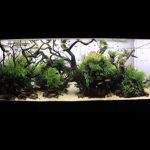 1 - The International Aquatic Plants Layout Contest 2015 No.66 - Aquascape & Planted Tank Guide