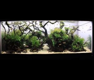 1 - The International Aquatic Plants Layout Contest 2015 No.66 - Aquascape & Planted Tank Guide
