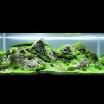 1 - Một bố cục rêu khá đẹp dành cho những bạn thích chơi rêu - Aquascape & Planted Tank Guide