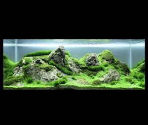 1 - Một bố cục rêu khá đẹp dành cho những bạn thích chơi rêu - Aquascape & Planted Tank Guide