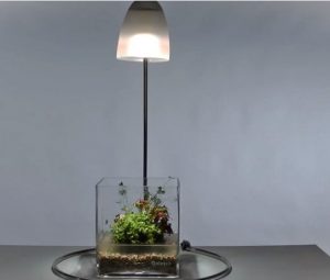 1 - Cách tạo một chậu Wabi-Kusa - Aquascape & Planted Tank Guide