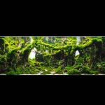 1 - The Forbidden Forest by Yoyo Prayogi (6th IAPLC 2016) - Aquascape & Planted Tank Guide