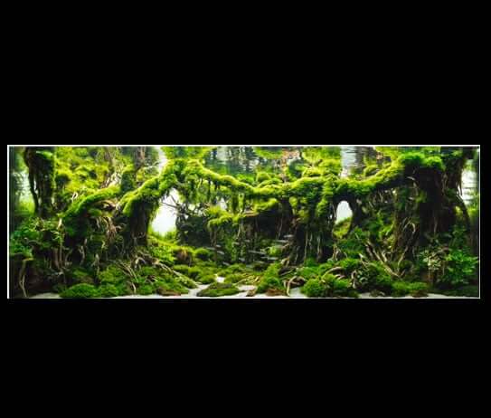 1 - The Forbidden Forest by Yoyo Prayogi (6th IAPLC 2016) - Aquascape & Planted Tank Guide