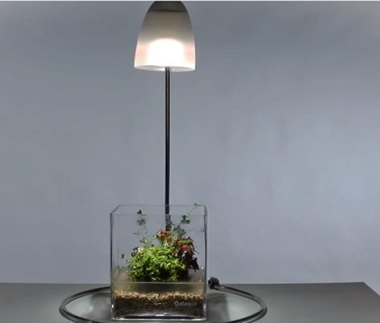 1 - Cách tạo một chậu Wabi-Kusa - Aquascape & Planted Tank Guide