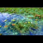 Untitled-1 - Bể Koi đẹp - Aquascape & Planted Tank Guide