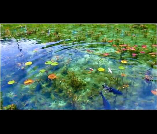 Untitled-1 - Bể Koi đẹp - Aquascape & Planted Tank Guide