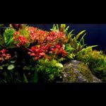Untitled-1 - Red bonsai – Táo đỏ buộc lũa - Aquascape & Planted Tank Guide