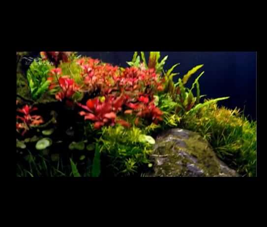 Untitled-1 - Red bonsai – Táo đỏ buộc lũa - Aquascape & Planted Tank Guide