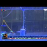 Untitled-1 - Giống cá phát sáng mới – Made in Viet Nam - Aquascape & Planted Tank Guide