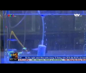 Untitled-1 - Giống cá phát sáng mới – Made in Viet Nam - Aquascape & Planted Tank Guide