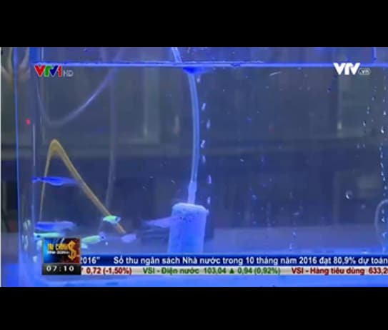Untitled-1 - Giống cá phát sáng mới – Made in Viet Nam - Aquascape & Planted Tank Guide